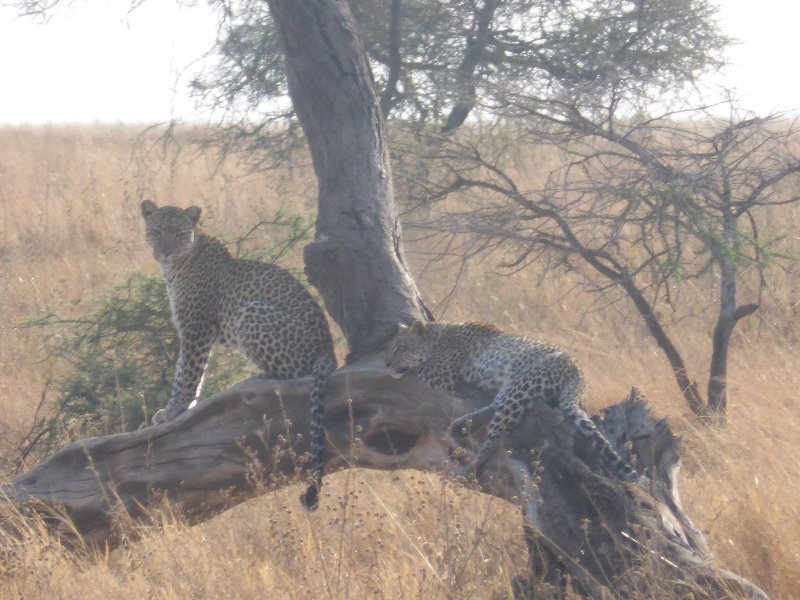 Leopards in a tree