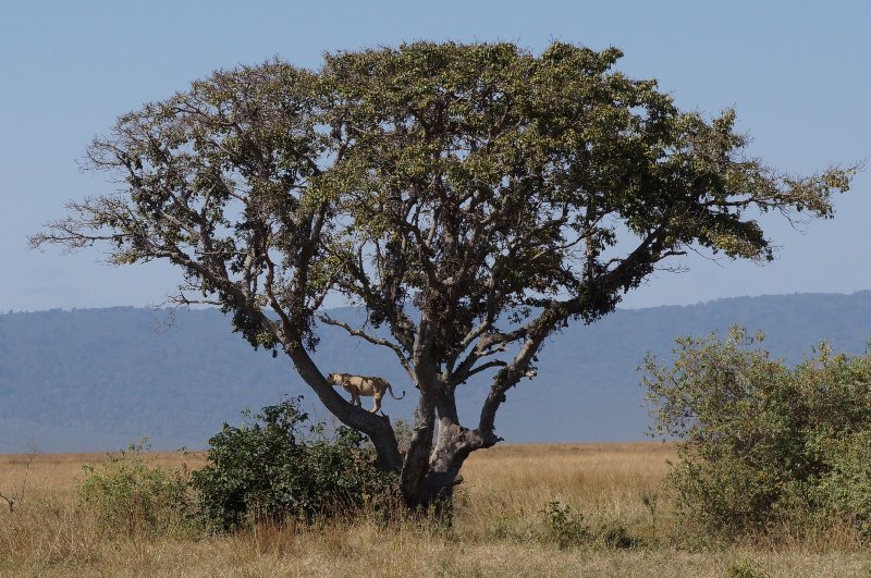 Lions in a tree