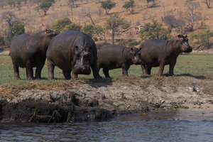Hippos staring us down