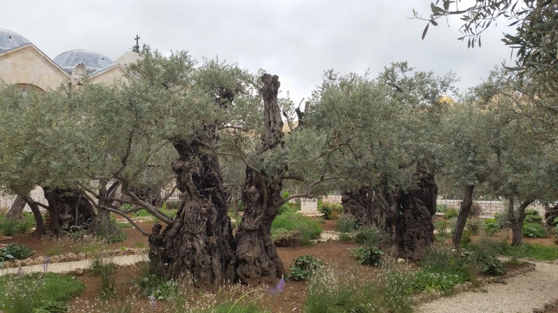 Garden of Gethsemane 