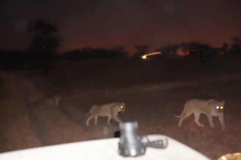 Antelope park night hunt