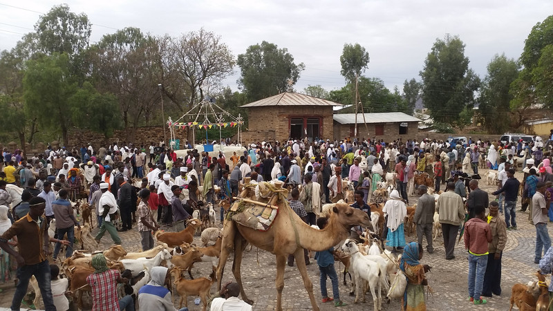 Cattle market in Axum
