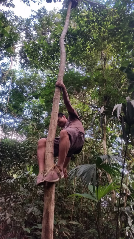 Amazon Basin homestay-how to climb a tree
