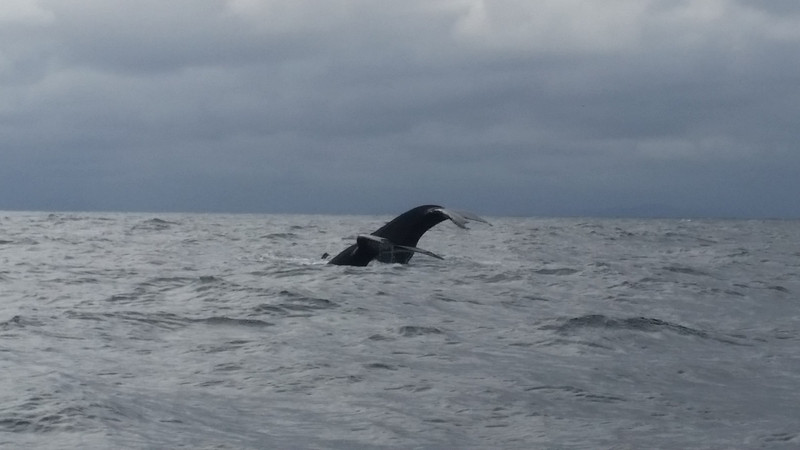Puerto Lopez-whale watching