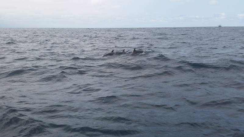 Puerto Lopez-dolphins