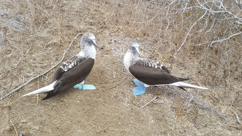 Blue footed boobies-Puerto Lopez