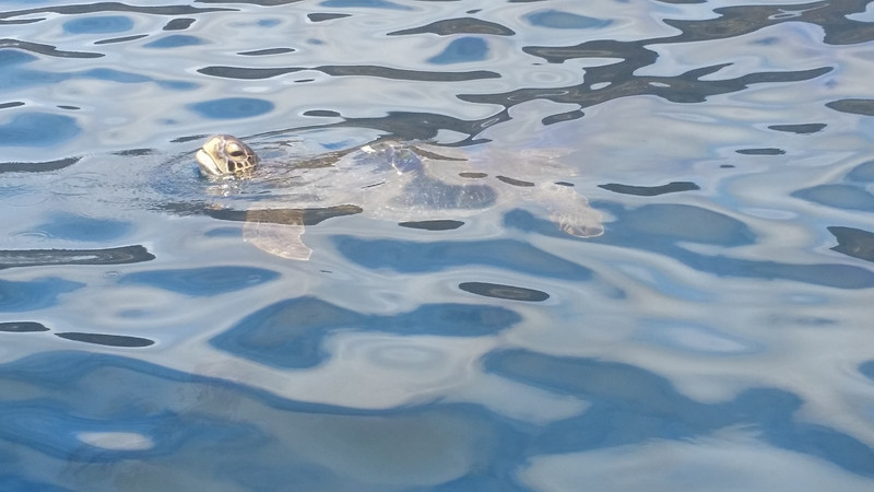 Sea turtle-Puerto Lopez