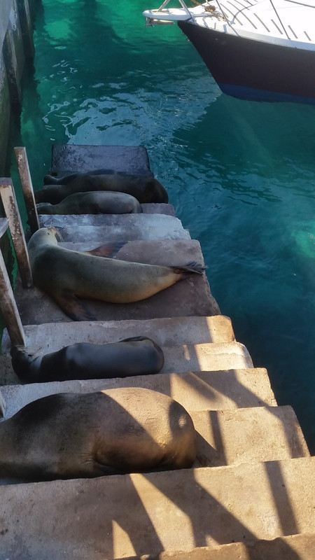 Couldn't move for seals on Santa Cruz
