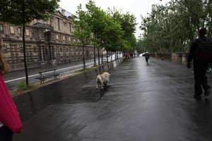 Parisian Dog