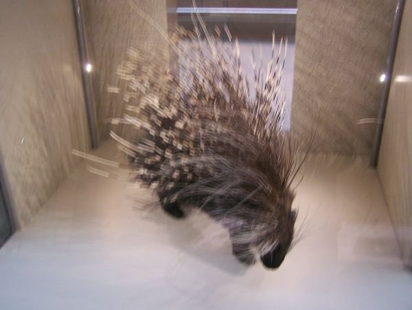 National Natural History Museum...Prickly Porcupine
