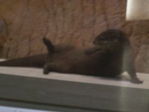 National Natural History Museum...Such a masterpiece! "Otter Reclining"
