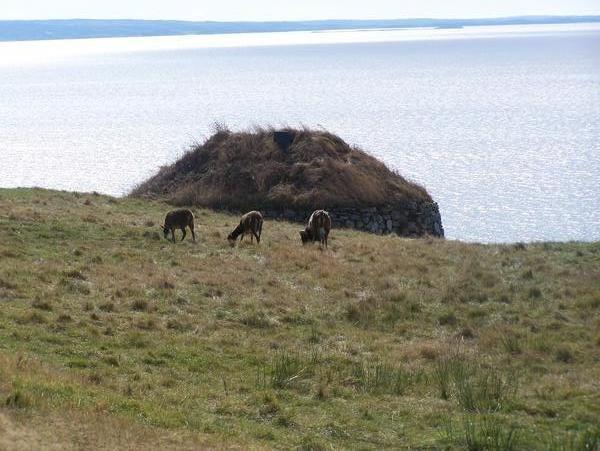 Scottish Sheep at Highland Village