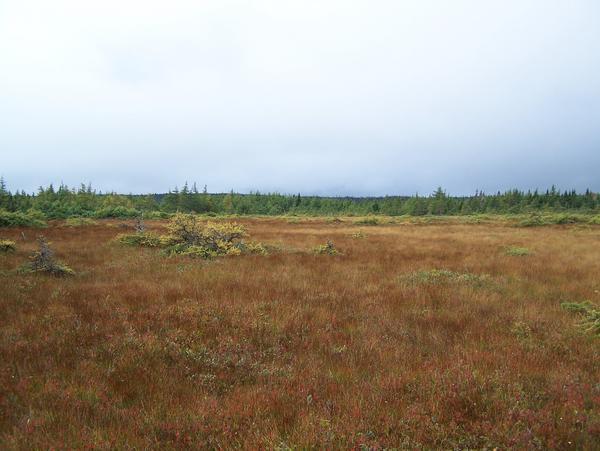 Looking for Moose in the Bog