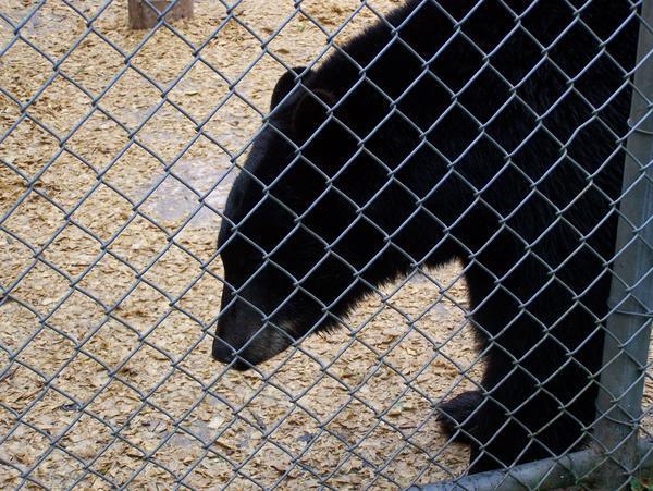 A Big Black Bear