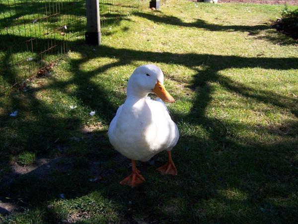 Just like the AFLAC duck