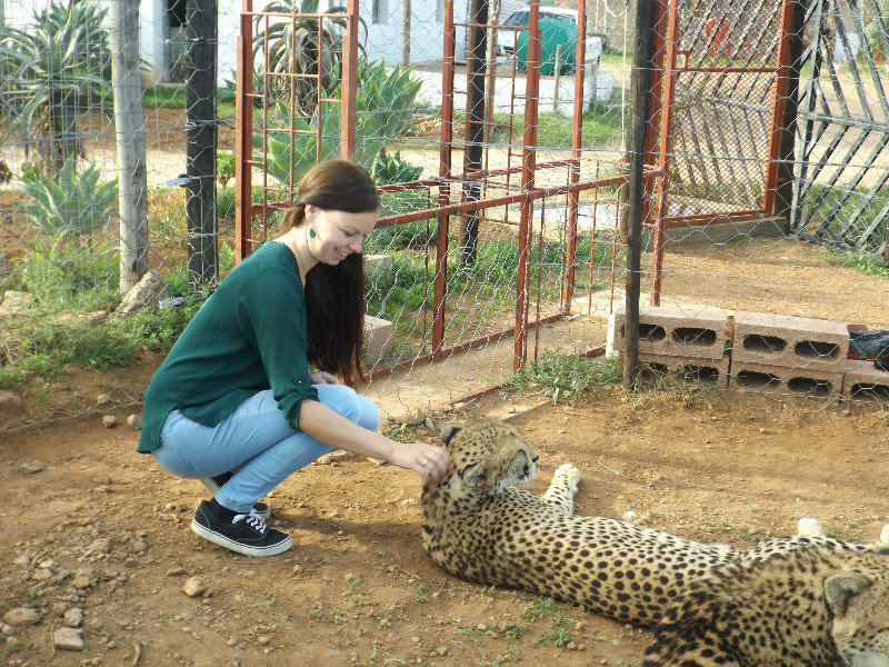 Cheeta's aaien bij Daniell Cheetah Farm