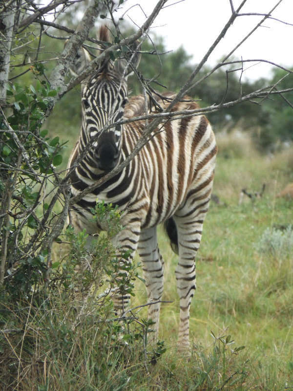 Zebra in Schotia Game Reserve