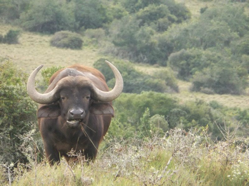 Nummer 1: De Buffel