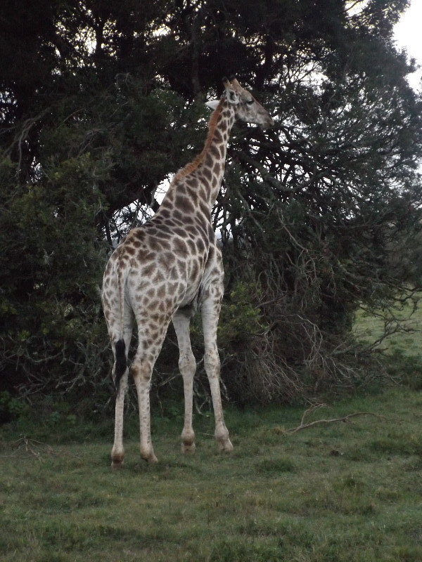 Giraffe in Schotia Game reserve