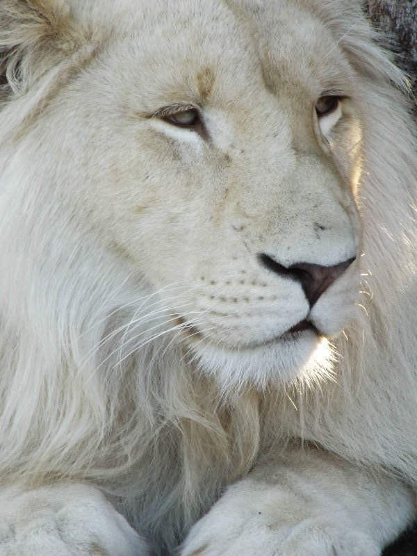 De leeuw in Seaview Lions Park