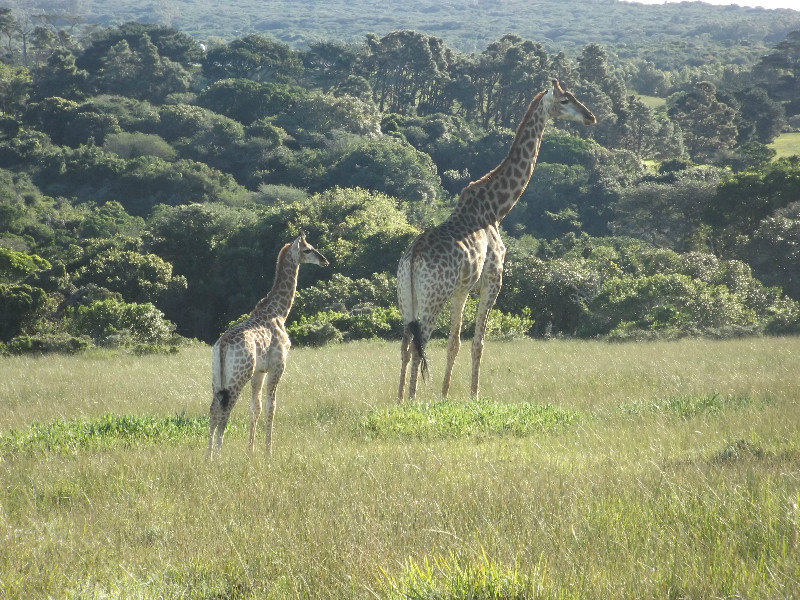 Giraffes naast de auto in Seaview Lions Park