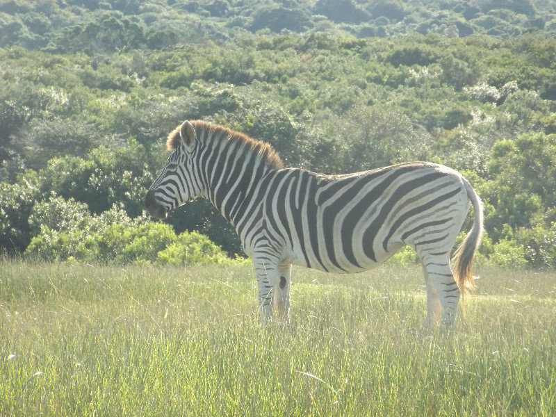 Zebra's in Seaview Lions Park