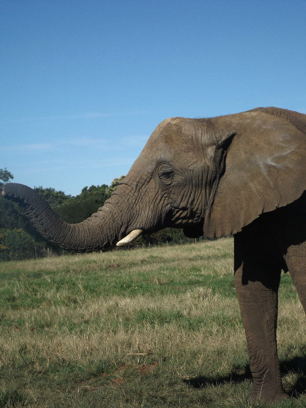 Elephant Sanctury - Olifant rijden