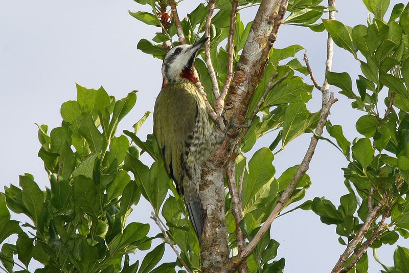 Cuban_Green_Woodpecker