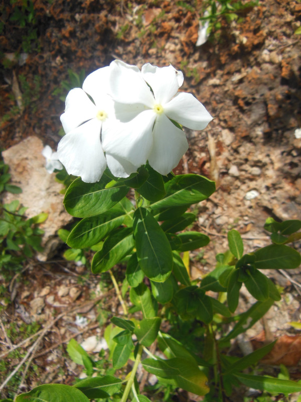Baracoa Flower