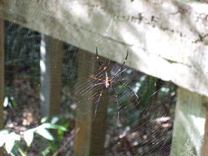 Jungle Web