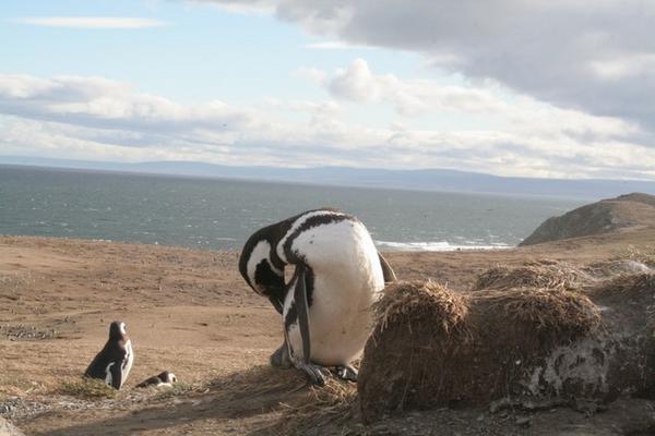 Isla Magdellena - Penguin colony