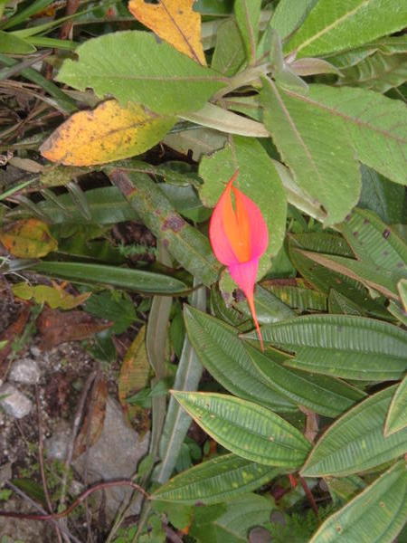 Incan Orchid
