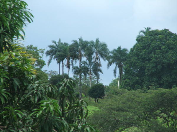 A view from the farm.