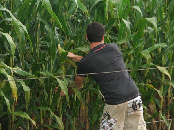 Alex stealing corn from the field.