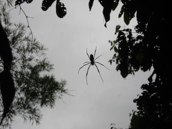 Big Spider!