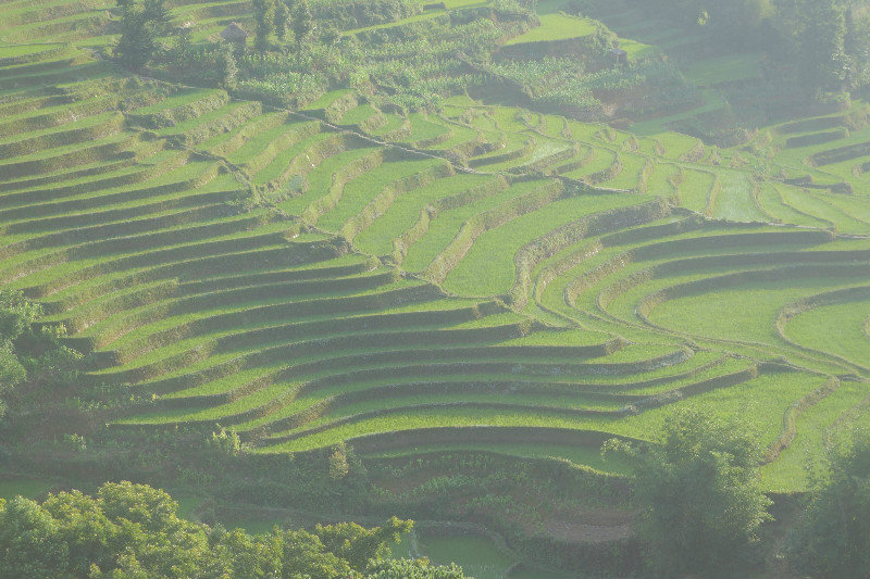 Yuanyang - rýžové terasy