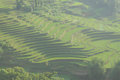 Yuanyang - rýžové terasy