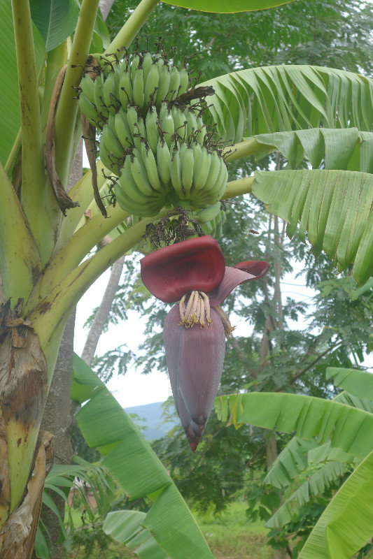 Viděli jste někdy květ banánu?
