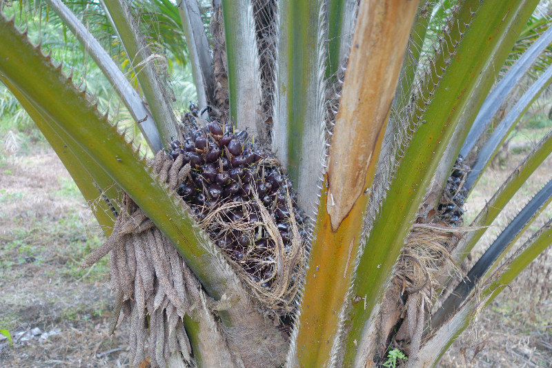 Palma olejná
