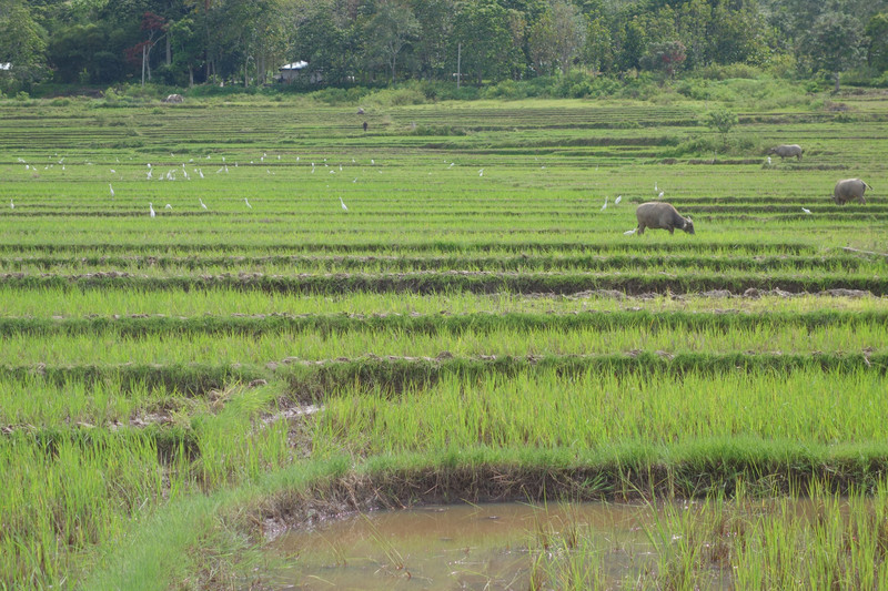 Pastva mezi rýžovými poli