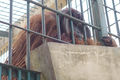 Orangutan v bukittinggském ZOO