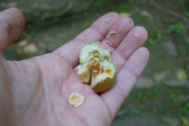 Nezralý muškátový ořech