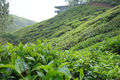 Pěkný výhled na čajové plantáže