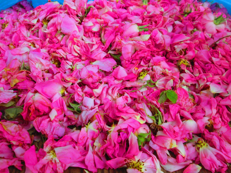 In herbal medicine, rose water is used for cleaning and protecting skin, improving blood circulation, curing digestion disorders, and to treat rheumatic heart disease
