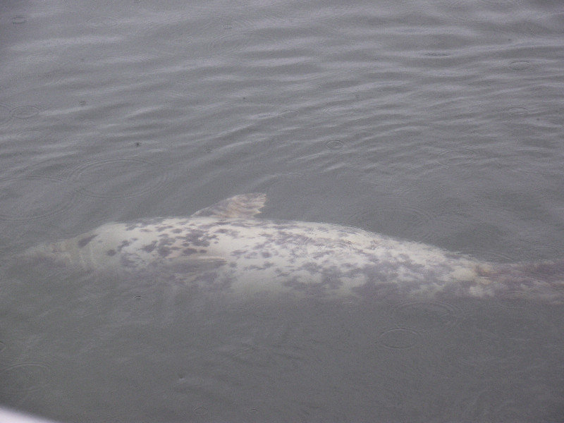 Sea lion in captivity