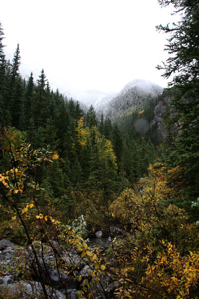 Heart Creek Trail