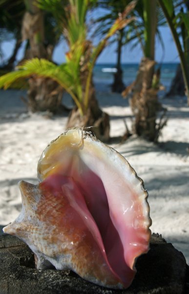 Polished Conch