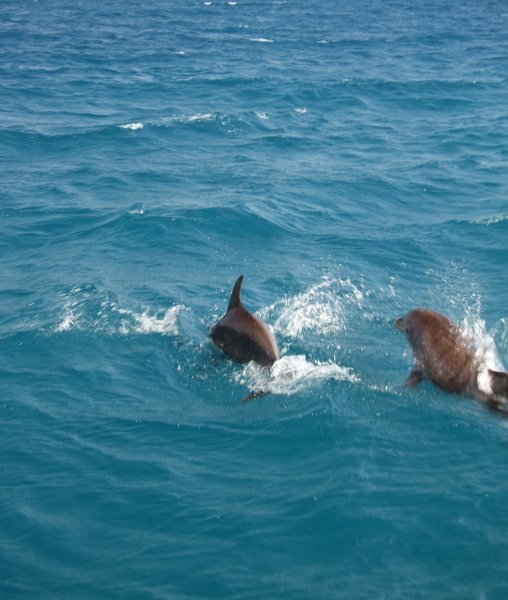 Dolphins on the way to South Water Cay