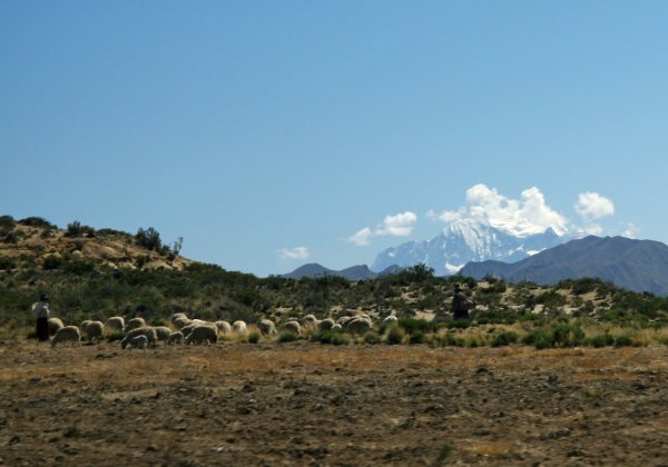Herding on the Altiplano