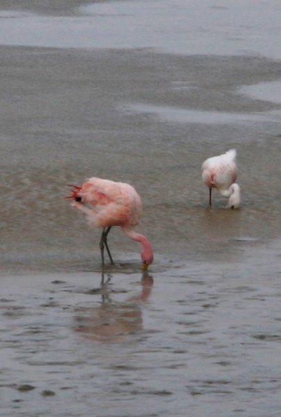 Pink flamingos in a red lake